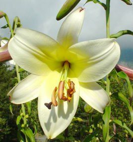 淡黃花百合 淡黃花百合