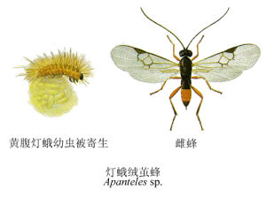 燈蛾絨繭蜂 燈蛾絨繭蜂