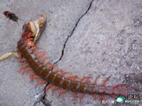紅龍蜈蚣