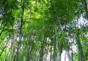 福建茶稈竹 福建茶稈竹