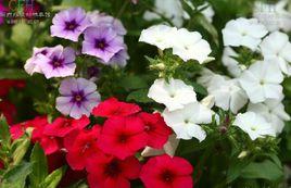 天藍繡球 天藍繡球