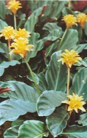 彩虹竹芋 彩虹竹芋