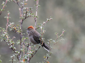 白眉針尾雀 白眉針尾雀