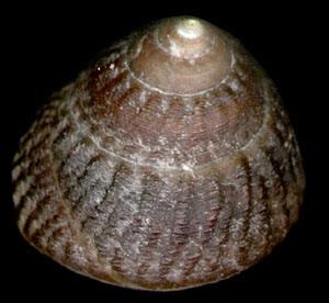 臍孔黑鐘螺 臍孔黑鐘螺