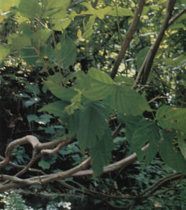 鳳慶雞血藤 鳳慶雞血藤