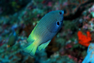 黑鰭緣雀鯛 黑鰭緣雀鯛