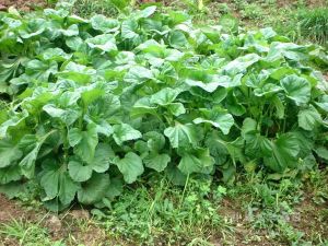 清炒冬葵 清炒冬葵