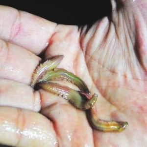 疣吻沙蠶 疣吻沙蠶