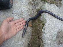 豹行仙女蟲 豹行仙女蟲