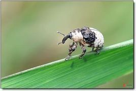 鳥糞象鼻蟲 鳥糞象鼻蟲