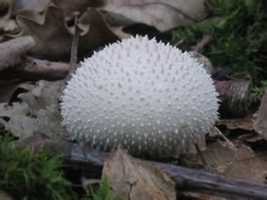 長剌馬勃 長剌馬勃