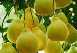 長壩沙田柚 長壩沙田柚