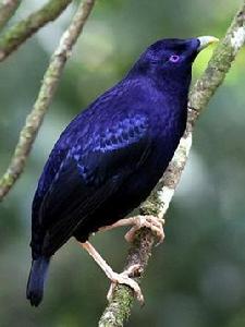 緞藍園丁鳥 緞藍園丁鳥