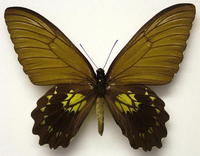 紫裳鳳蝶指名亞種(雌)