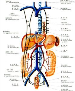 胚盤下腔 胚盤下腔