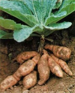 生地：涼血解毒、利尿。