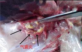 肉雞氣囊炎 肉雞氣囊炎