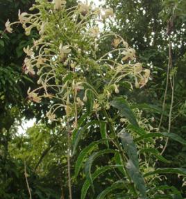 長管假茉莉 長管假茉莉