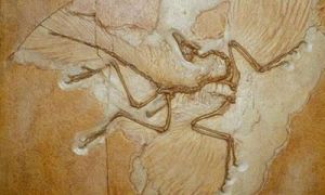 始祖鳥化石