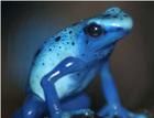 藍色毒標蛙