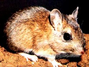 小短尾小沙鼠 小短尾小沙鼠