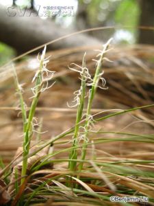 矮叢薹草 矮叢薹草