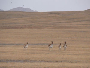 烏拉特梭梭林野驢國家級自然保護區 烏拉特梭梭林野驢國家級自然保護區
