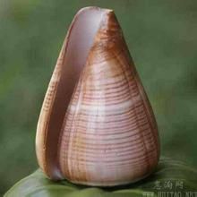 凱旋骨螺 凱旋骨螺