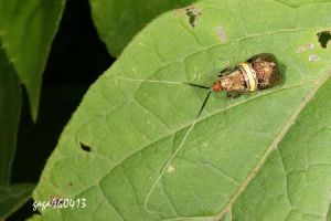 黃帶長角蛾 黃帶長角蛾