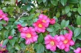 後生山茶亞屬 後生山茶亞屬