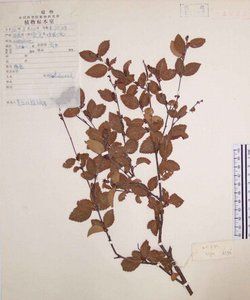 細穗高山樺 細穗高山樺