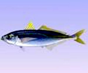 側翼圓鰺 側翼圓鰺