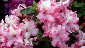 光亮蛾眉杜鵑(變種)