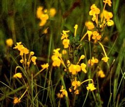 山羅花馬先蒿 山羅花馬先蒿