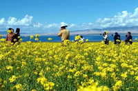 菜花節 菜花節