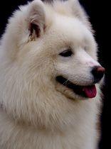 血統證明書 血統證明書