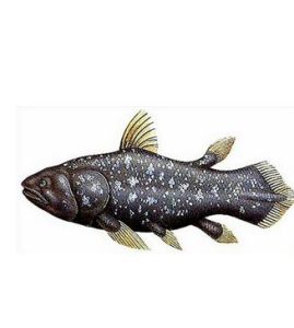 空棘魚目 空棘魚目