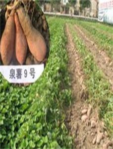 泉薯9號 泉薯9號