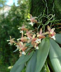 火炬蘭屬 火炬蘭屬