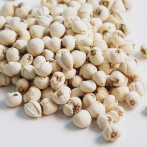 川貝母提取物 川貝母提取物