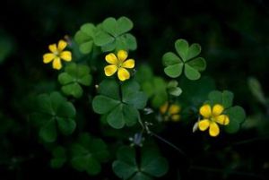 直酢漿草 直酢漿草