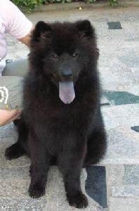 瑞典拉普杭犬 瑞典拉普杭犬