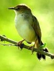 卡氏扇尾鶯