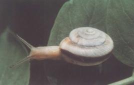 蝸牛[中藥]