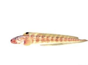 叉足齒蛇䲁 叉足齒蛇䲁