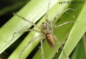 綠貓蛛屬 綠貓蛛屬