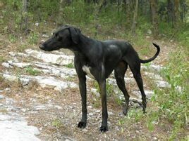 山東細犬 山東細犬