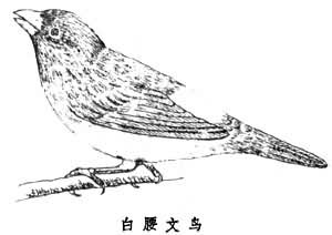 文鳥屬