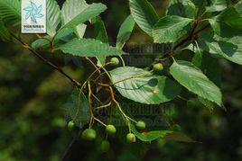 江南花楸 江南花楸