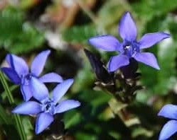 長白山龍膽 長白山龍膽